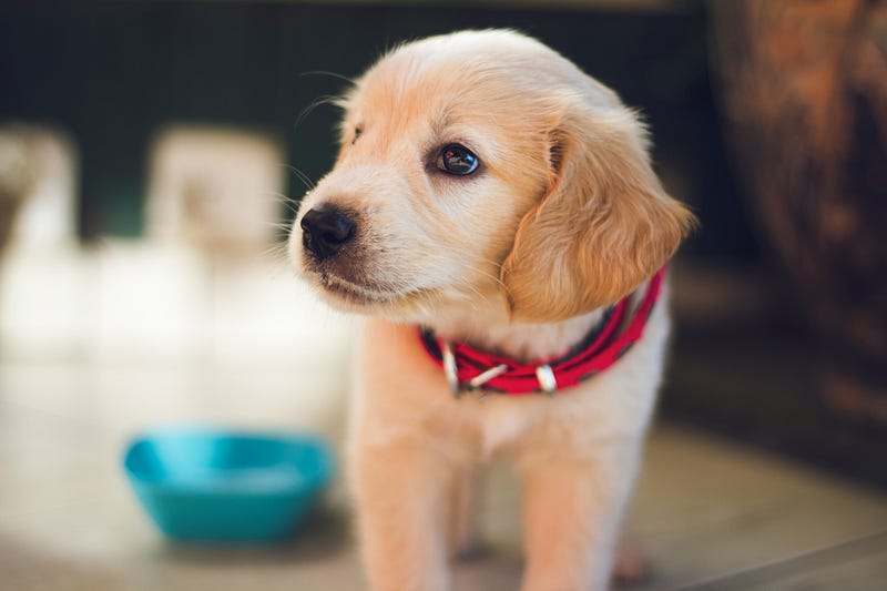 Adorable puppy with a glowing collar