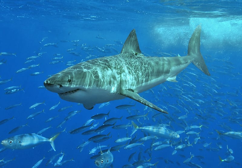 Great white shark before healing