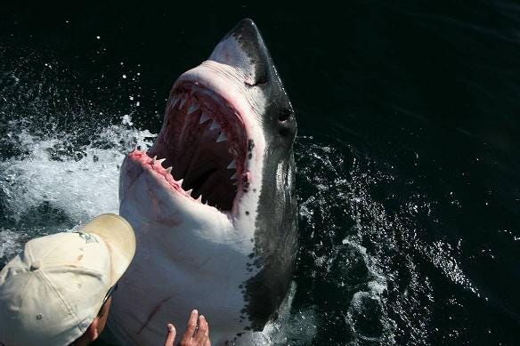 Great white shark after healing