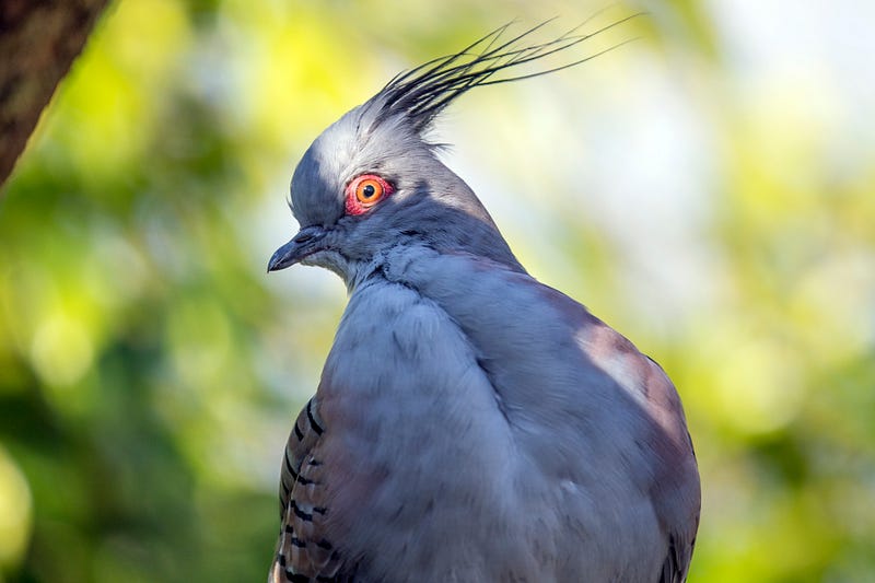 A pigeon caught in the act of stealing food.