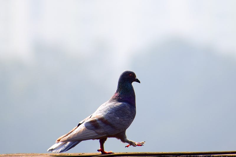 A lazy pigeon choosing to walk instead of fly.