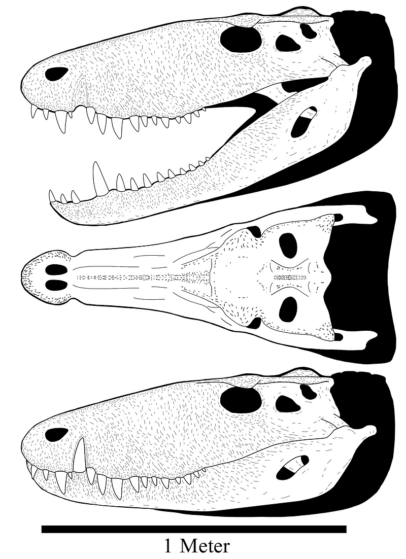 Reconstruction of Barinasuchus skull.