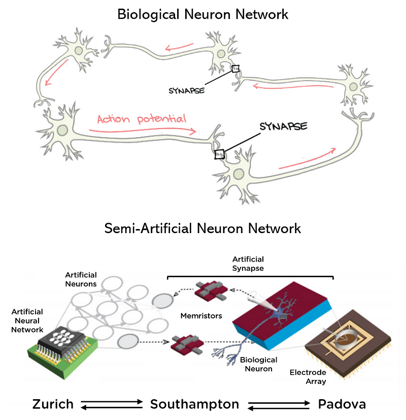 The pathways of neuronal communication