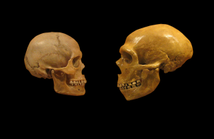 Brain Size Comparison of Human Ancestors