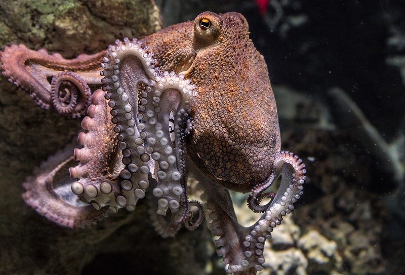 Octopus in a deep slumber