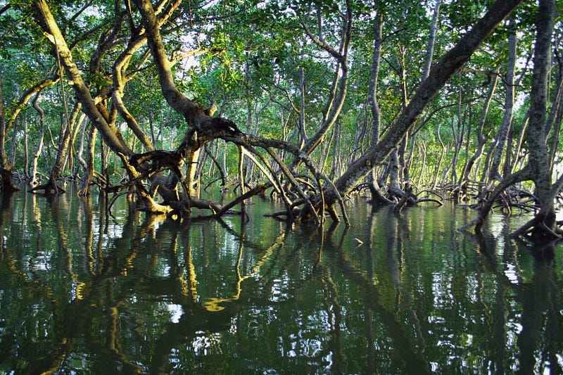 Image illustrating natural carbon removal methods