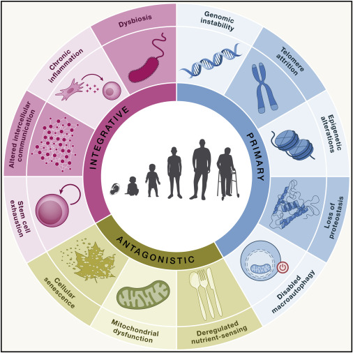 Overview of Hallmarks of Aging