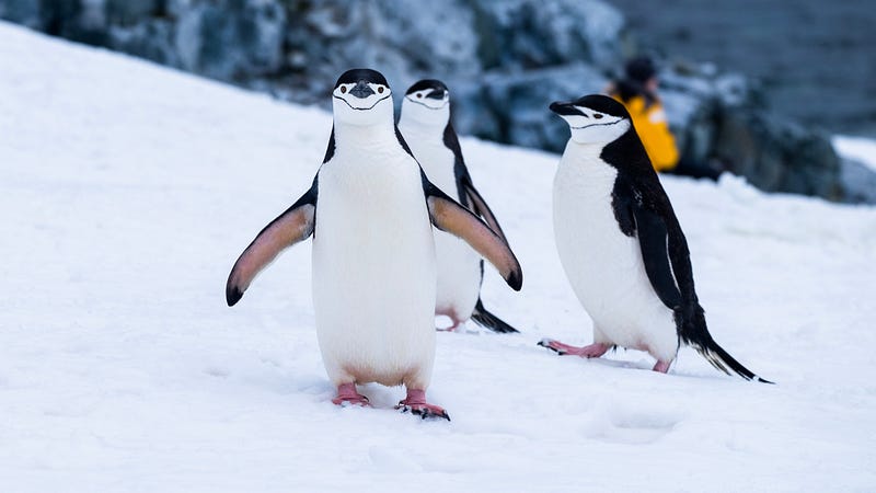 Emperor penguin colony on the ice