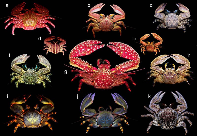 Crab-like anatomical features in evolution