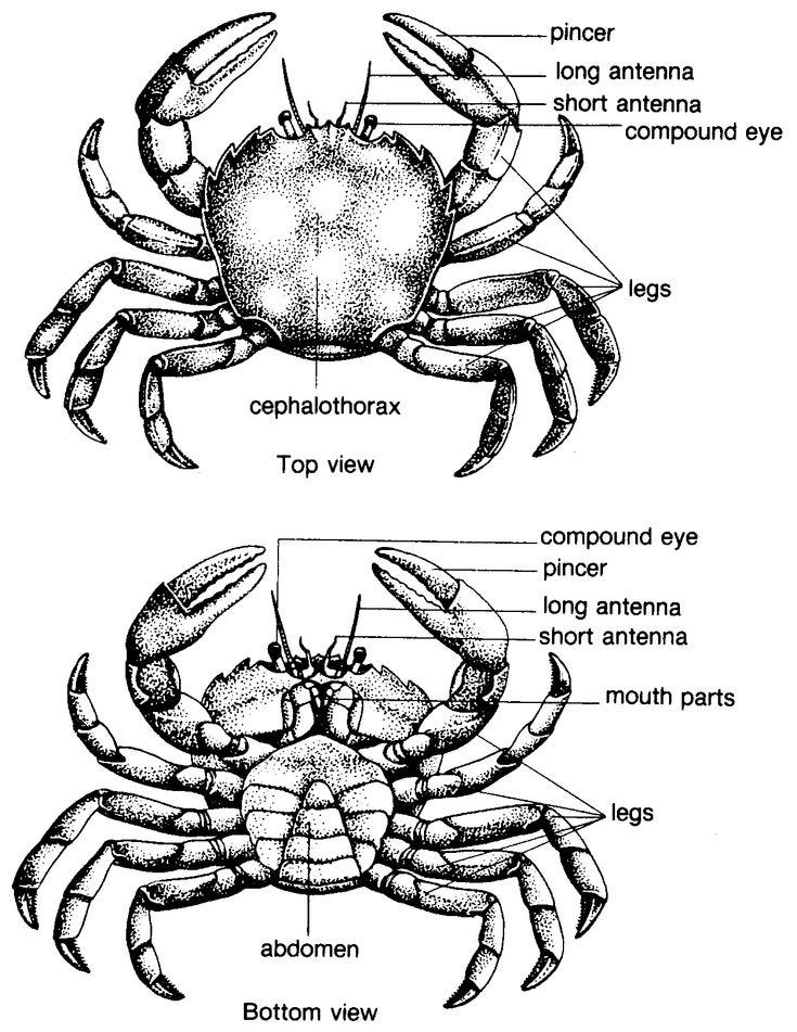 Structure of a crab's protective shell