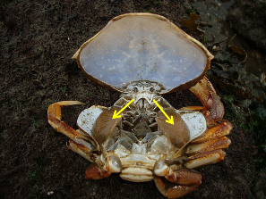 Crab gills and respiratory adaptations