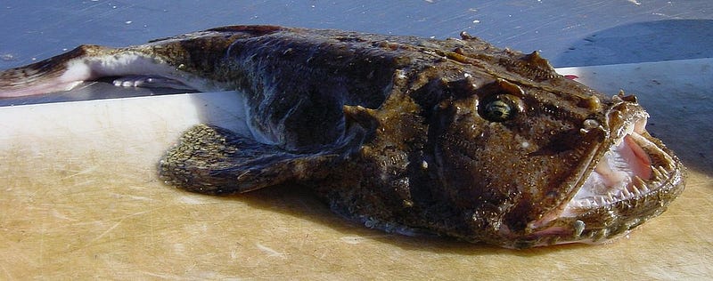 Monkfish discovered on a California beach