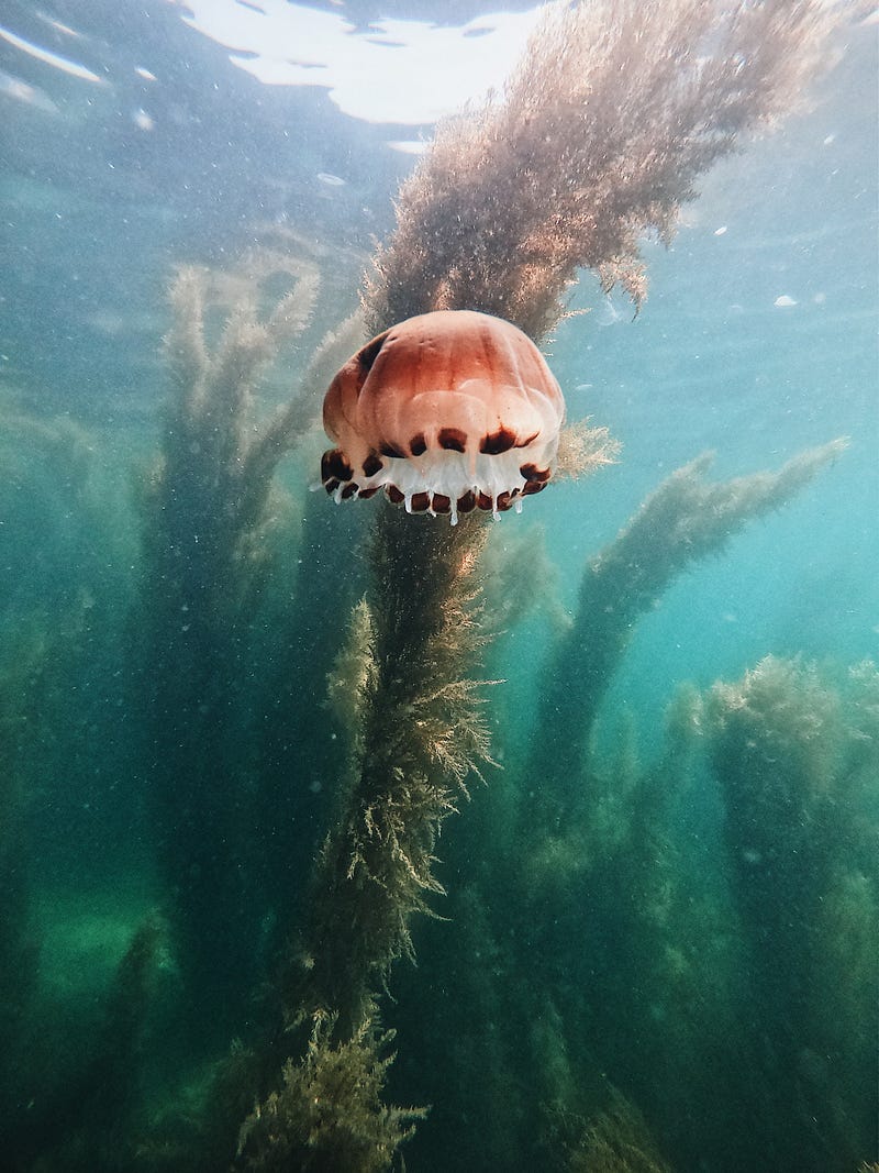 An illustration of the vibrant Caribbean Sea teeming with life