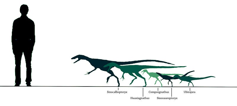 Comparison of various Compsognathid species