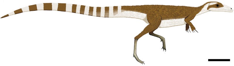 Artistic reconstruction of Sinosauropteryx