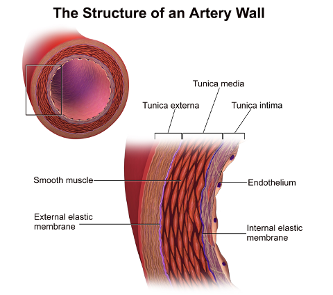 Cross-section of an artery showing the different layers