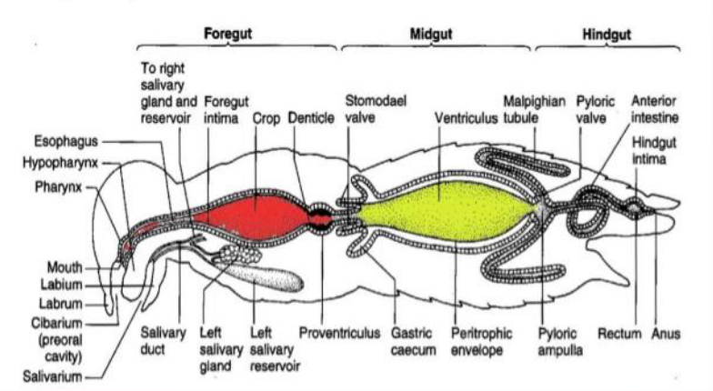 Diagram illustrating the intima in insect anatomy