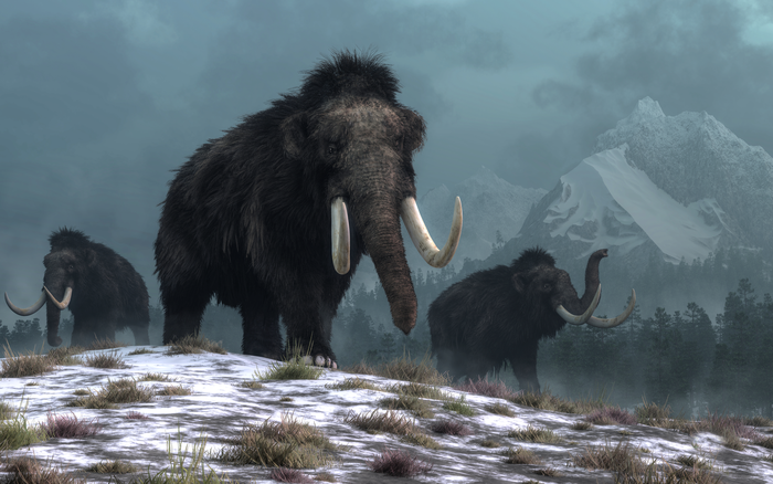 Artist rendering of woolly mammoths in their habitat