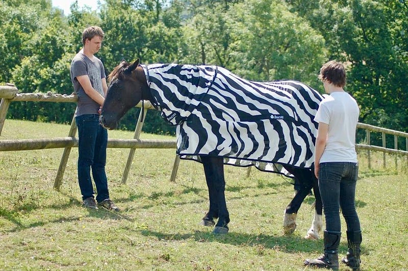 Zebras in stylish striped coats during the study