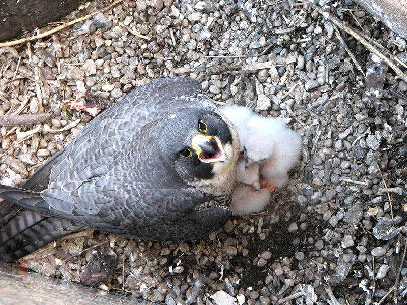 Peregrine Falcon with Chicks