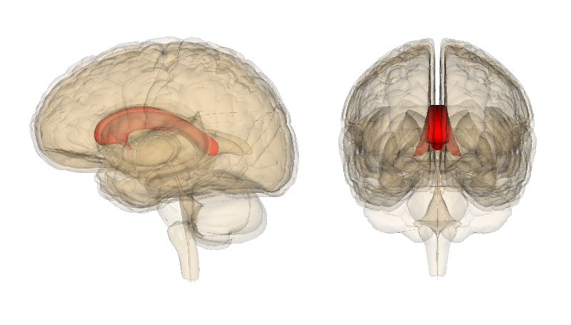 Diagram illustrating brain function.