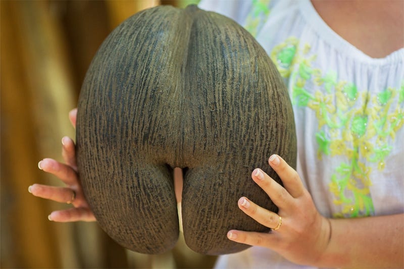 Coco de Mer palm growing in Seychelles