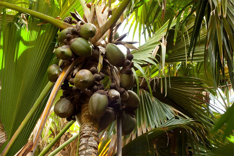 Female Coco de Mer fruit