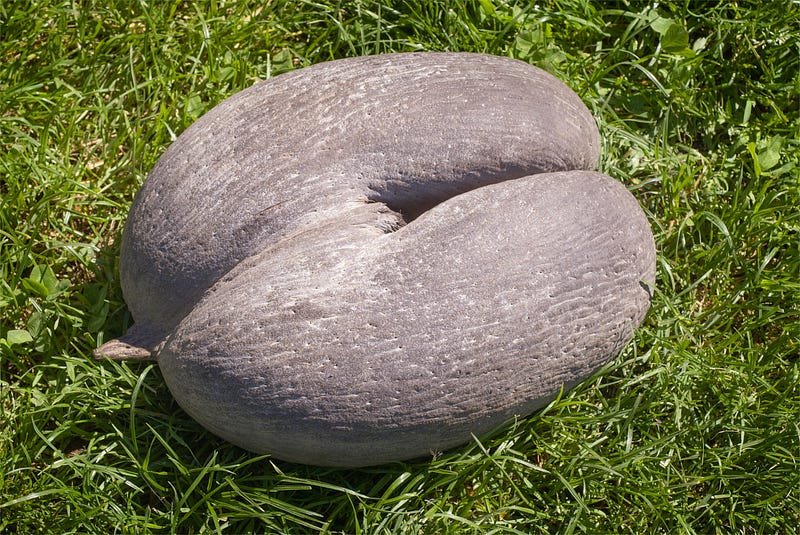 Close-up of Coco de Mer seeds