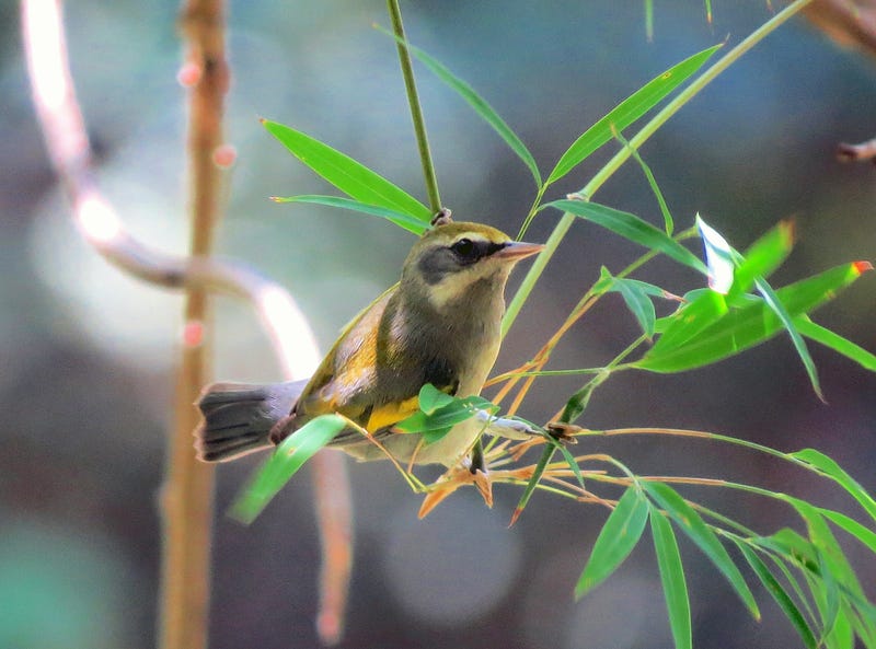 Female golden-winged warbler in its winter habitat