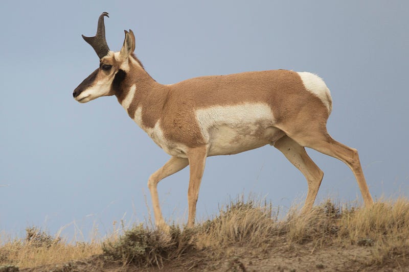 Adult male pronghorn displaying its unique headgear.