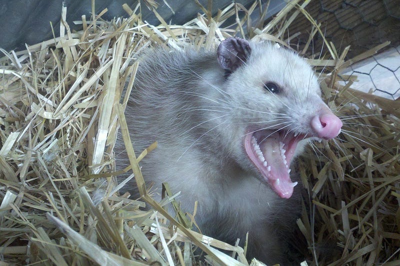 Opossum in its natural habitat