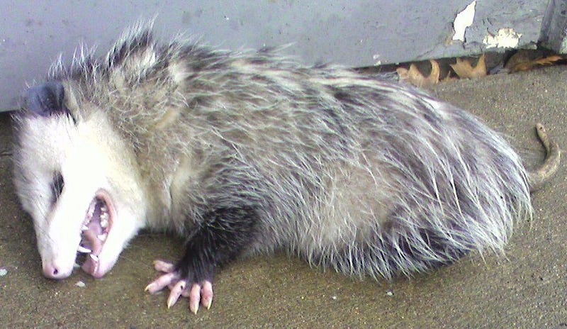 Opossum showcasing its unique abilities